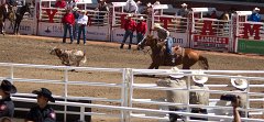 Calgary Stampede-1440